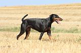 DOBERMANN 981